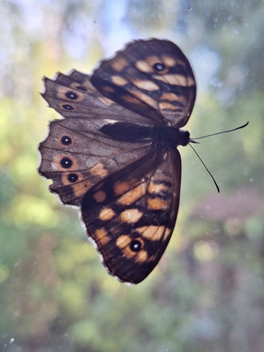 Speckled Wood