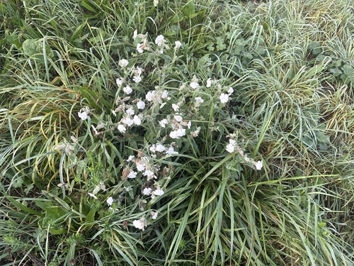 white campion