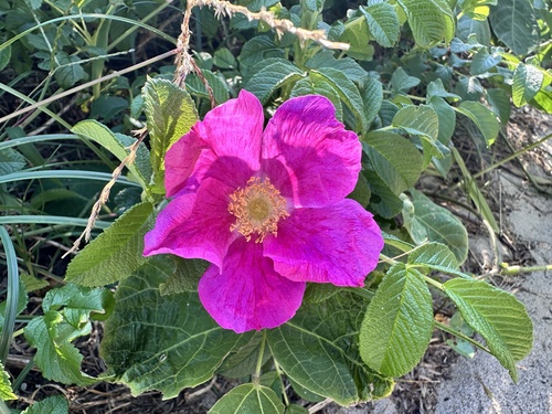 rugosa rose