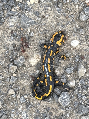Fire Salamander