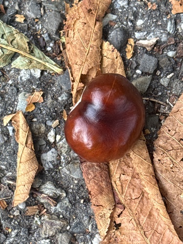 horse-chestnut