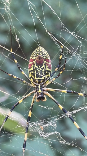 Joro Spider