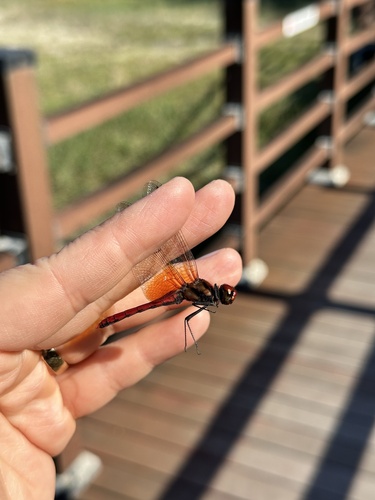Sympetrum speciosum