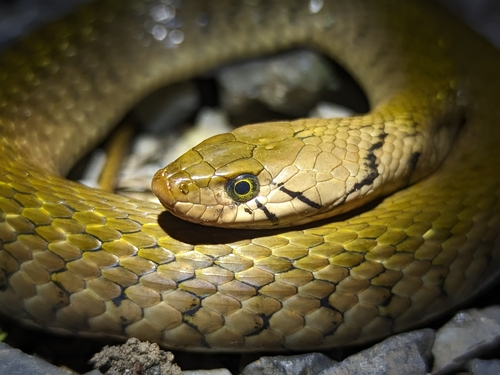 Yellow-spotted Keelback