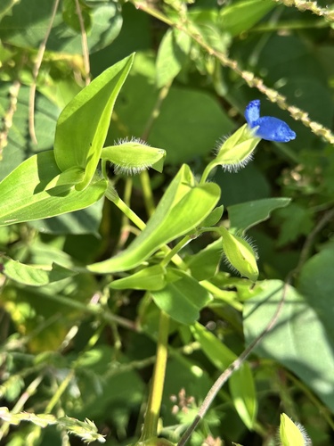 Asiatic dayflower