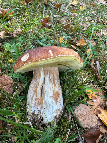 King Bolete