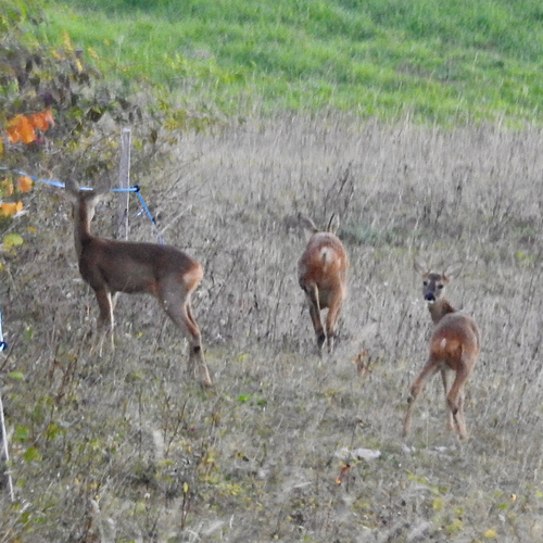 Western Roe Deer