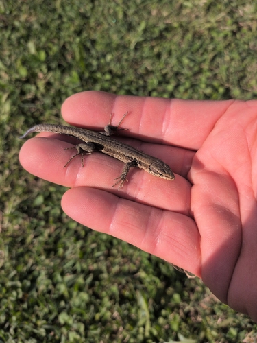Common Wall Lizard