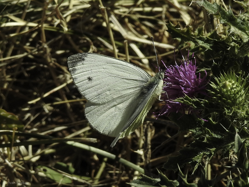 Green-veined White