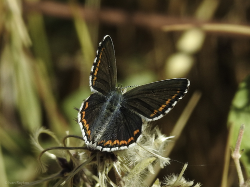 Adonis Blue