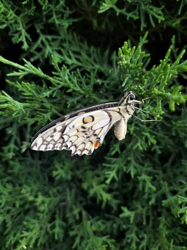 Lime Swallowtail