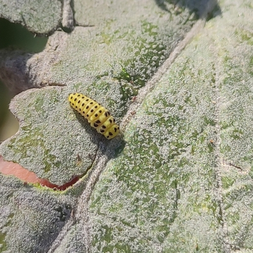 22-spot Ladybird