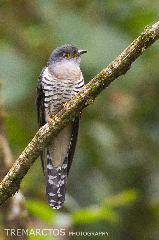 Lesser Cuckoo photo