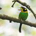 Long-tailed Broadbill - Photo (c) Ben, all rights reserved, uploaded by Ben