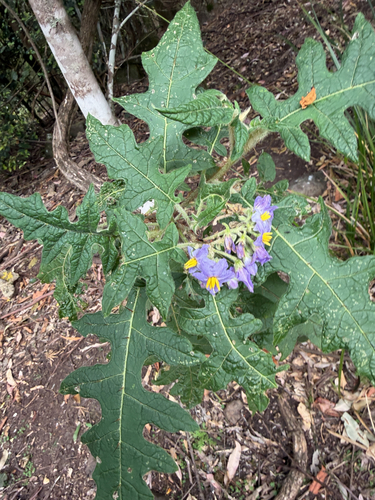 Prickly Nightshade