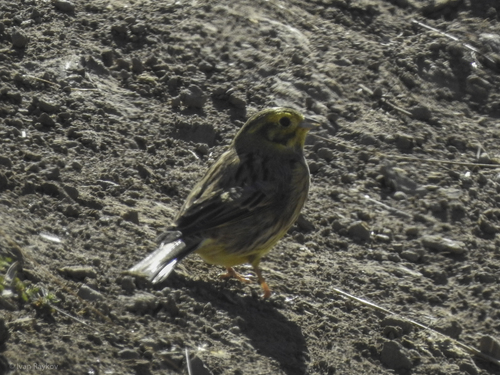 Yellowhammer