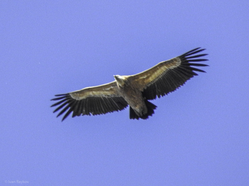 Eurasian Griffon