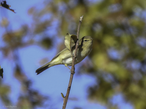 Common Chiffchaff