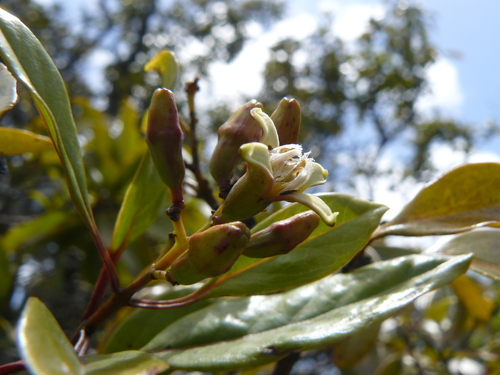 Santalum pyrularium