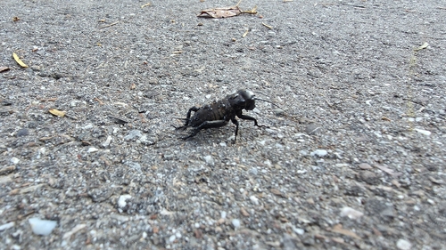 European Field Cricket