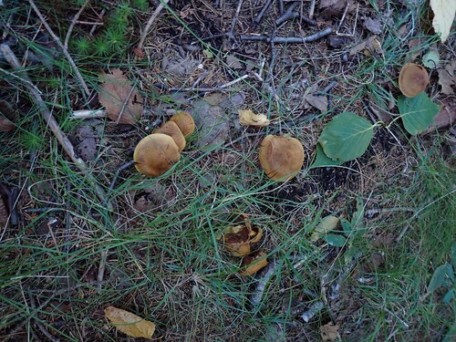 Webcaps