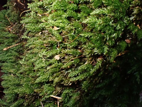 Horn Calcareous Moss