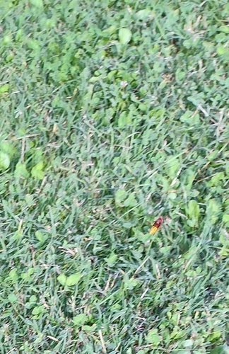 European Hornet