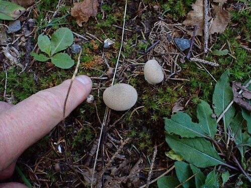 common puffball