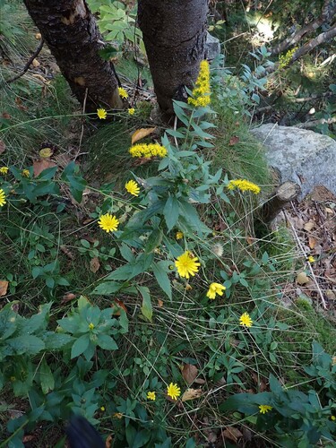 New England Hawkweed
