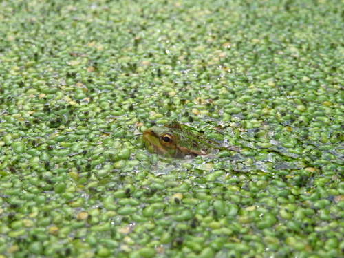 Iberian Green Frog