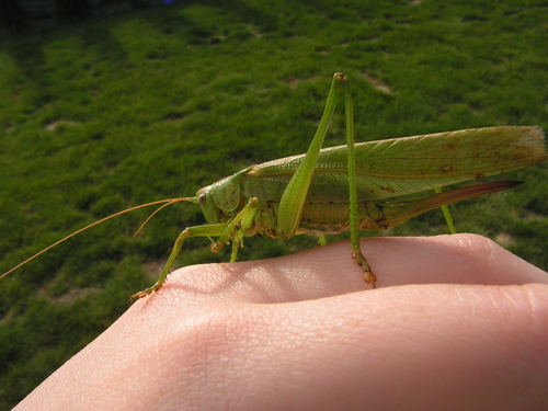 Great Green Bush-cricket