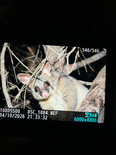Eastern Brush-tailed Possum