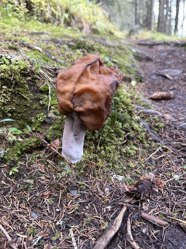 Saddle-shaped False Morel