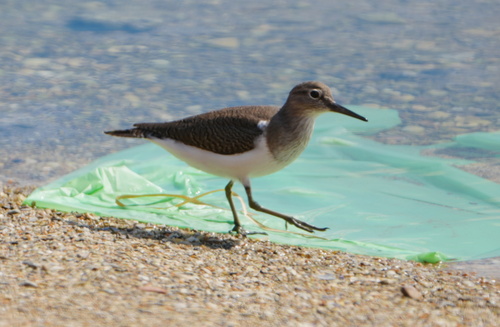 Common Sandpiper