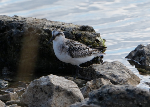 Sanderling