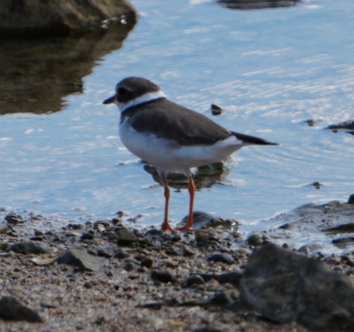 Common Ringed Plover