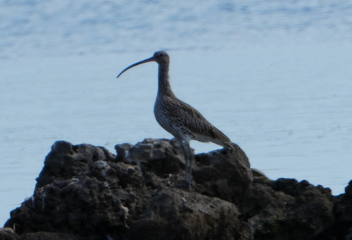 Eurasian Curlew