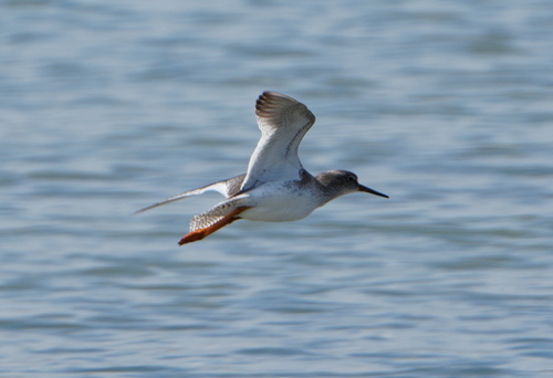 Common Redshank