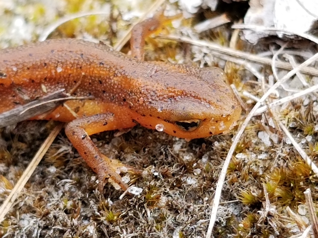 Striped Newt in May 2020 by Iris Copen · iNaturalist