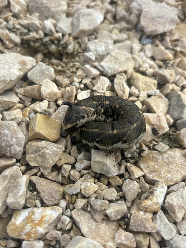 Convolvulus Hawkmoth