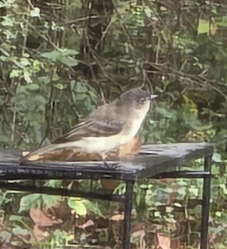 Eastern Phoebe