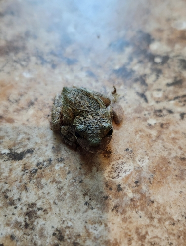 Cope's Gray Tree Frog
