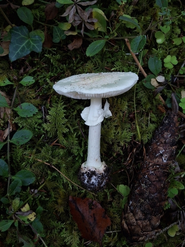 False Death-cap