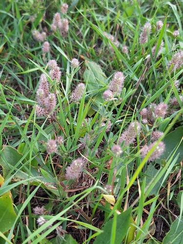 rabbitfoot clover