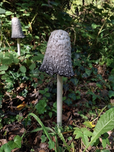 Shaggy Mane