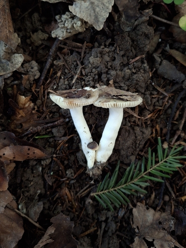 Russula cavipes