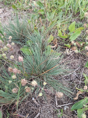 Gray Hairgrass