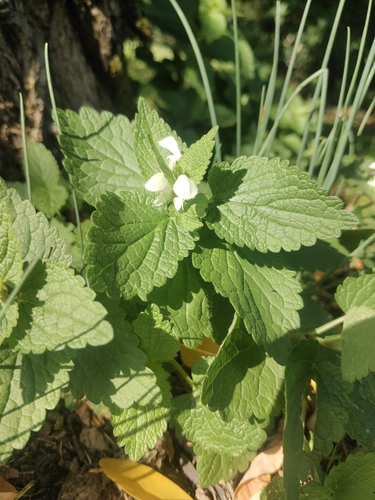 White deadnettle
