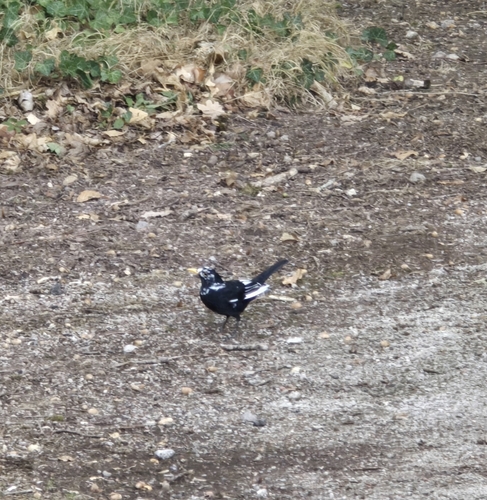 Eurasian Blackbird