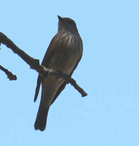 Spotted Flycatcher
